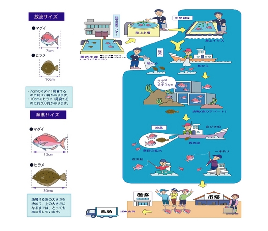 栽培漁業の流れ図
