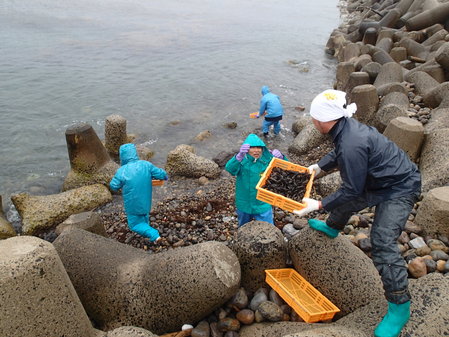 転石等隠れ家の多い海岸