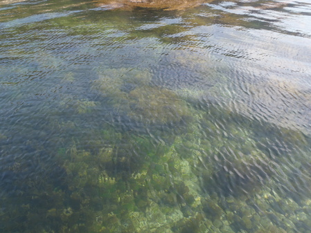 海藻が繁茂している浅瀬