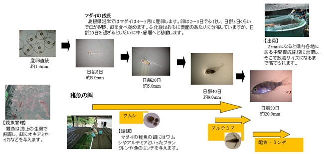 マダイの生産フロー