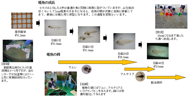 ひらめ生産フロー