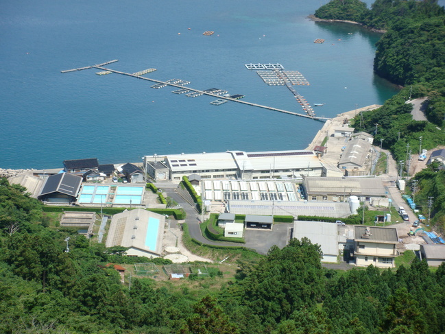 栽培漁業センター
