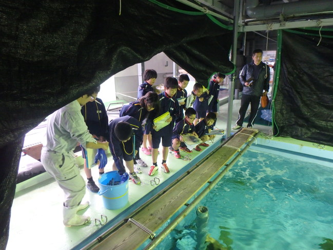 魚類棟　ヒラメ親魚へ給餌