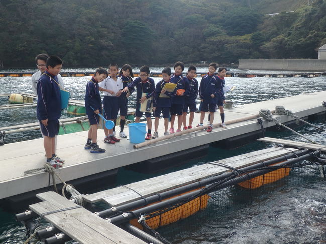 海上生け簀　マダイ親魚へ給餌