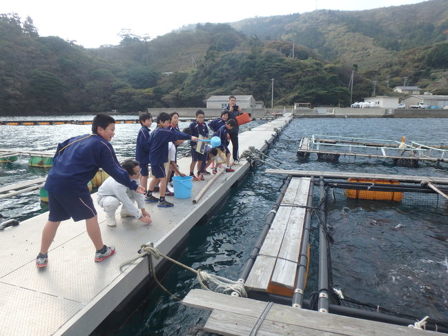 海上生け簀　マダイ親魚へ給餌