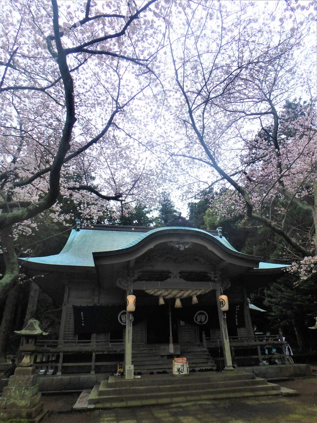 由良比米神社と桜