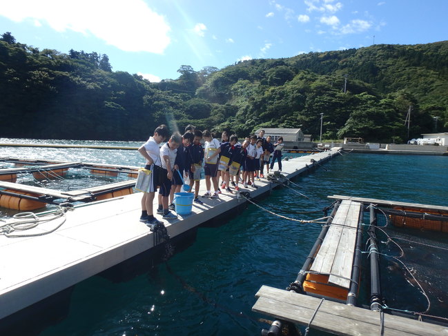 マダイ親魚へ給餌