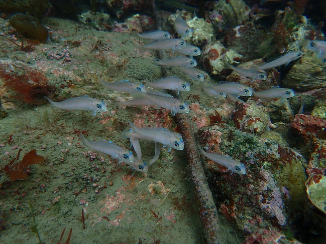 放流されたアマダイ