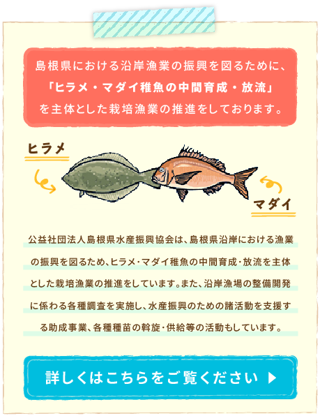 ヒラメ・マダイ稚魚の中間育成・放流